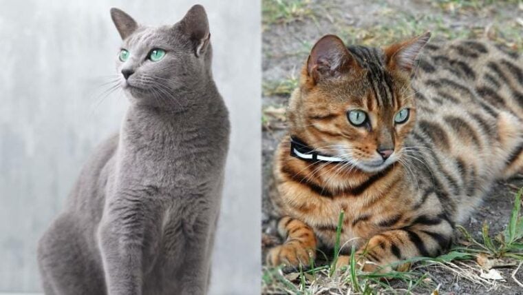 russian blue cat and bengal cat