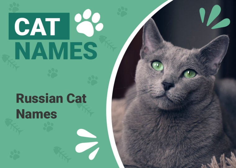 Russian Cat Names