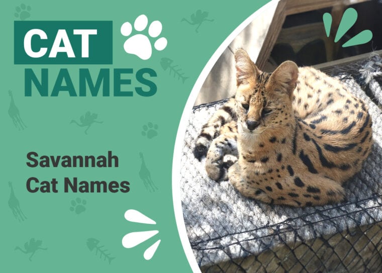 Savannah Cat Names