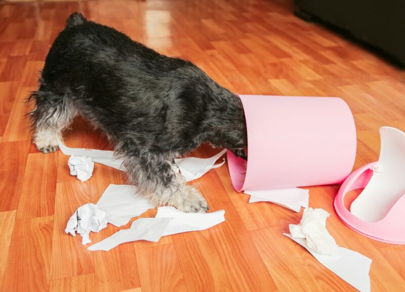 schnauzer puppy dog ​​playing with papers from garbage basket