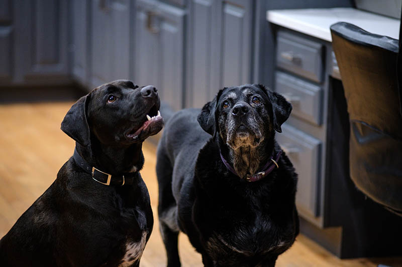 senior and young adult black dogs waiting for food