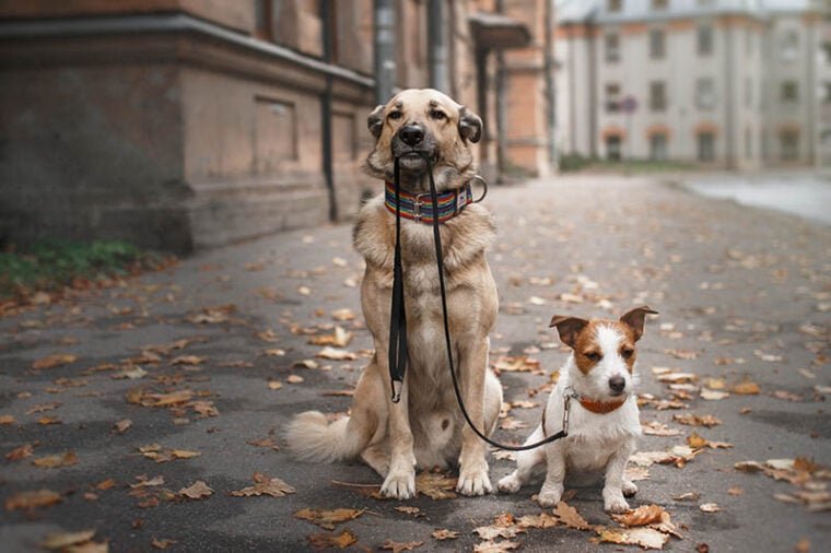 senior dog and Jack Russell Terrier going for a walk