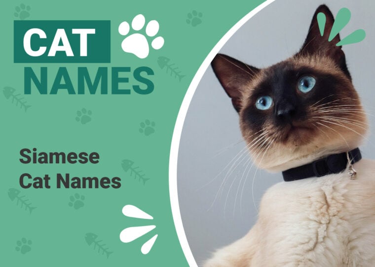 Siamese Cat Names