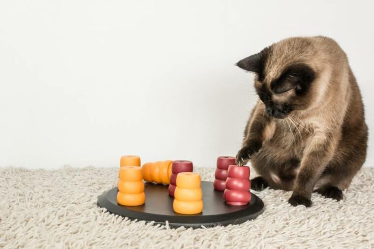 siamese cat solving pet puzzle to get to the treats