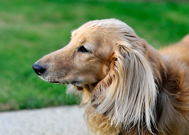 vista lateral de un perro salchicha de pelo largo color crema