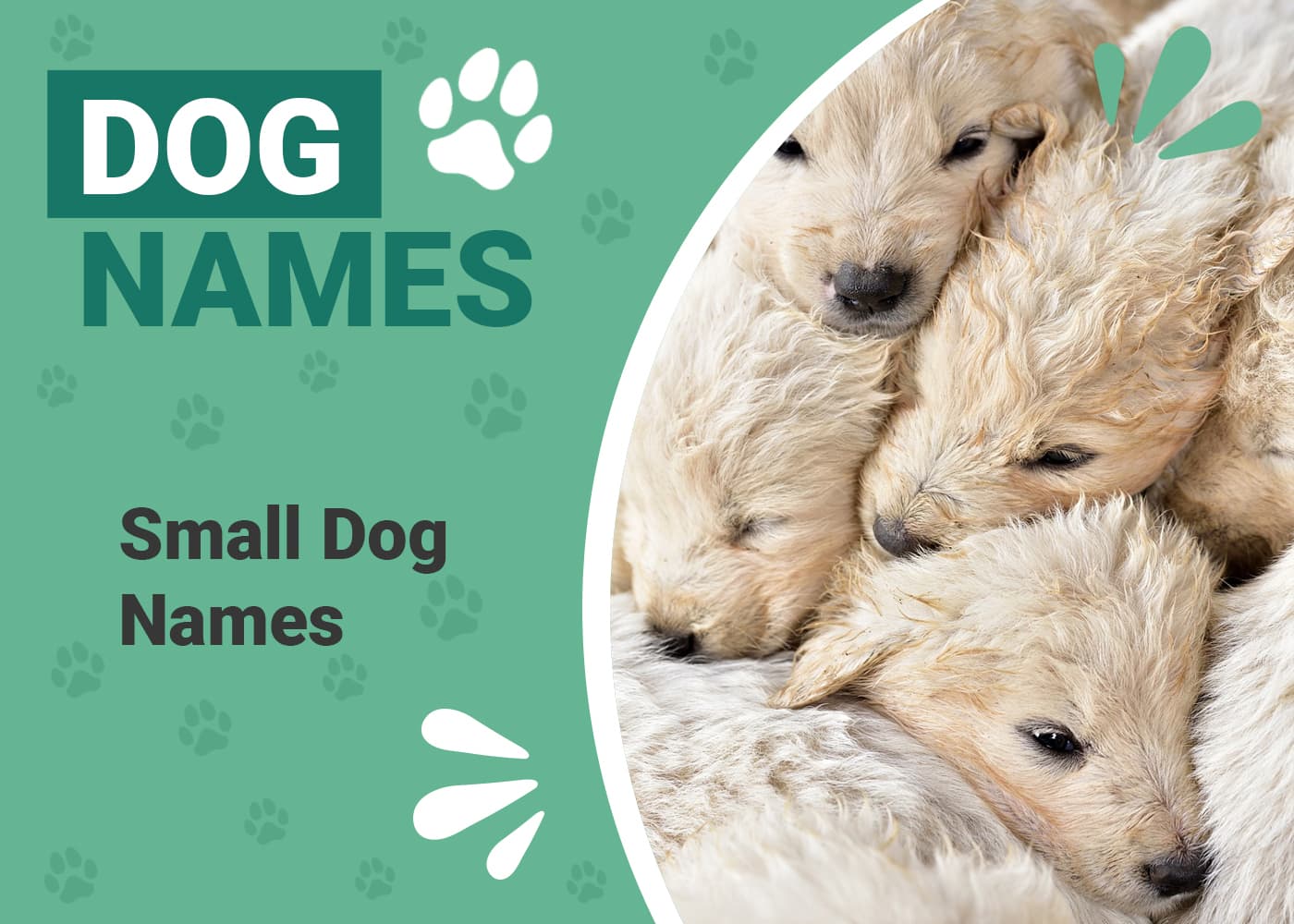 150 Small Dog Names for Your Tiny Furry Friend | Pet Keen