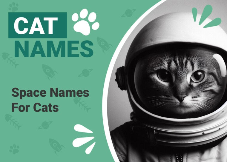 Space Names for Cats