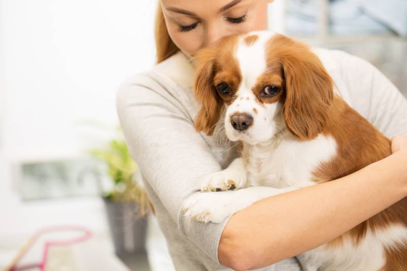 spaniel puppy in the hands of a young woman