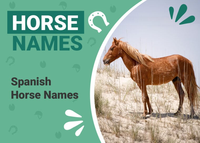 Spanish Horse Names