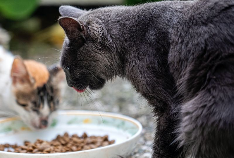 stray cats eating kibble from bowl