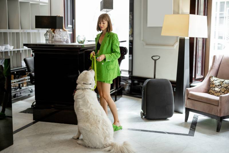 stylish business woman waits with her dog at reception of luxury hotel