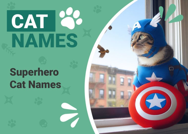 Superhero Cat Names