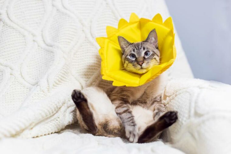 tabby cat in a cone collar while sitting on a sofa
