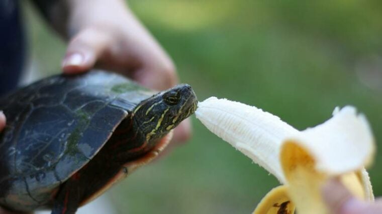 tortoise about to eat a banana