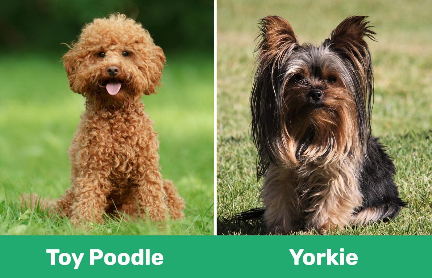 caniche toy y yorkie diferencias visuales