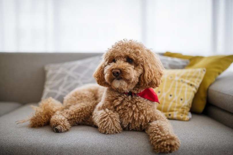 toy poodle lying on sofa at home