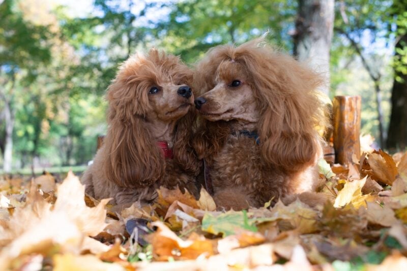 two Beautiful little toy apricot poodle