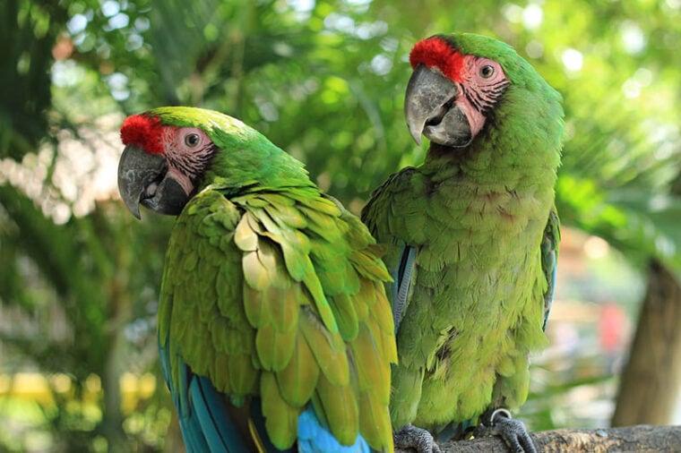 two green macaw parrots