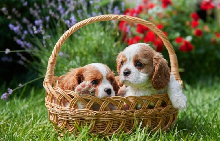 two little cute teacup cavalier king charles spaniel puppies are sitting in a wicker basket