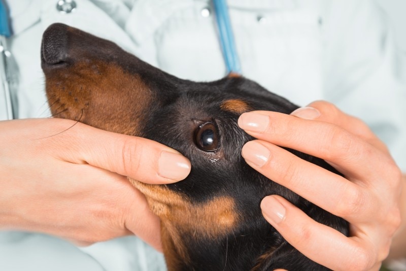 vet examines eye of a dachshund dog