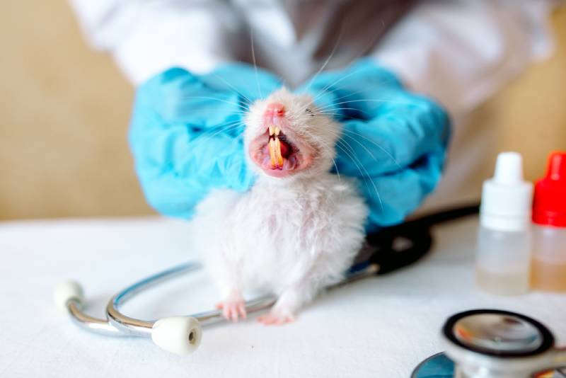 vet examines the teeth of the hamster