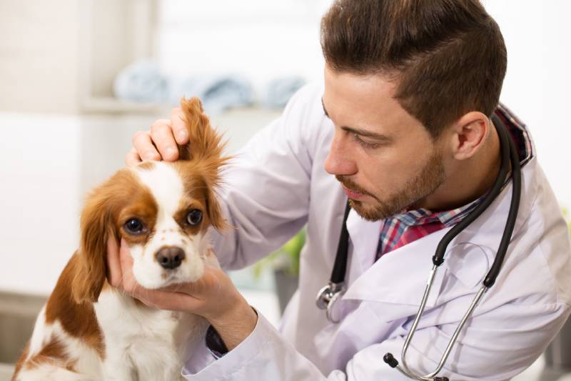 veterinario examina las orejas de un cachorro spaniel