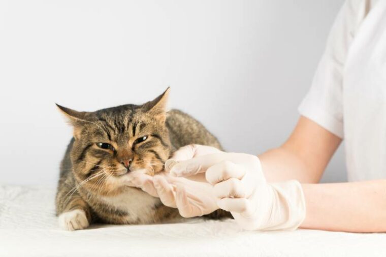 vet gives the cat a medicine pill