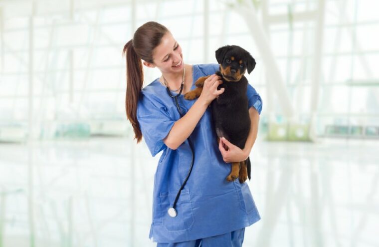 vet holding a rottweiler puppy