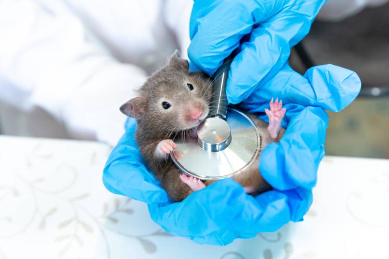 vet wearing in gloves examining hamster