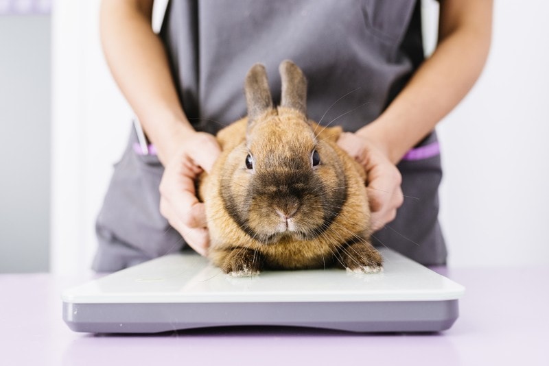 vet weighing the rabbit