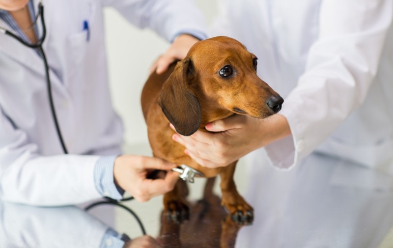 vet with stethoscope examining sick dachshund