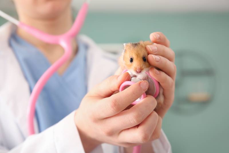 veterinarian examining the hamster in the