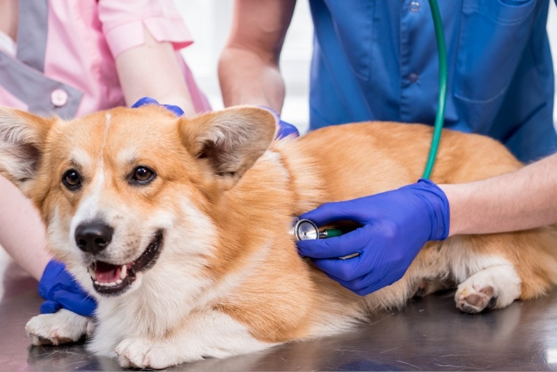 vets examines a sick Corgi dog