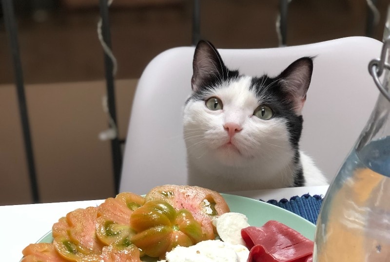 white and black cat looking up in front of plate of food