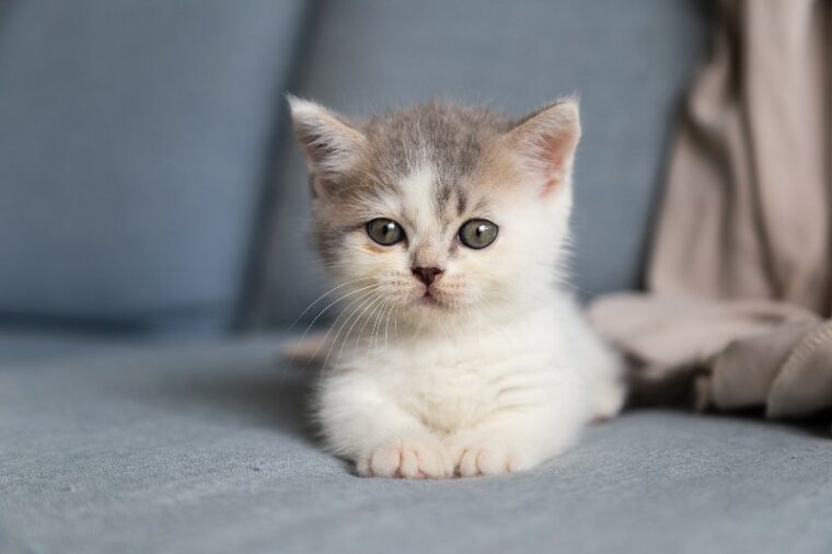 white and gray kitten on couch