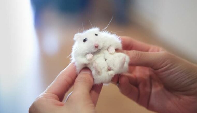 white hamster being held by owner