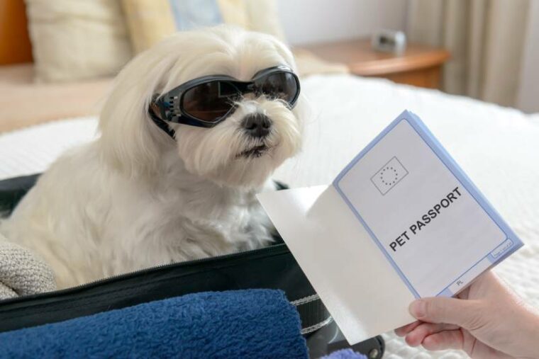white maltese dog sitting on the bag with owner holding its pet passport