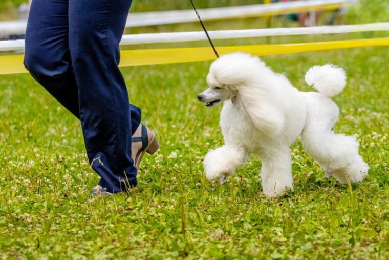 white poodle walking in the park