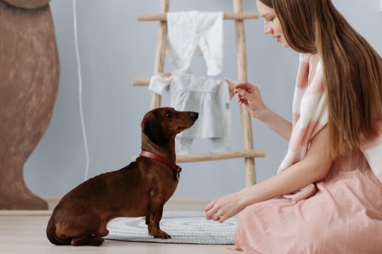 woman training a brown dog indoors