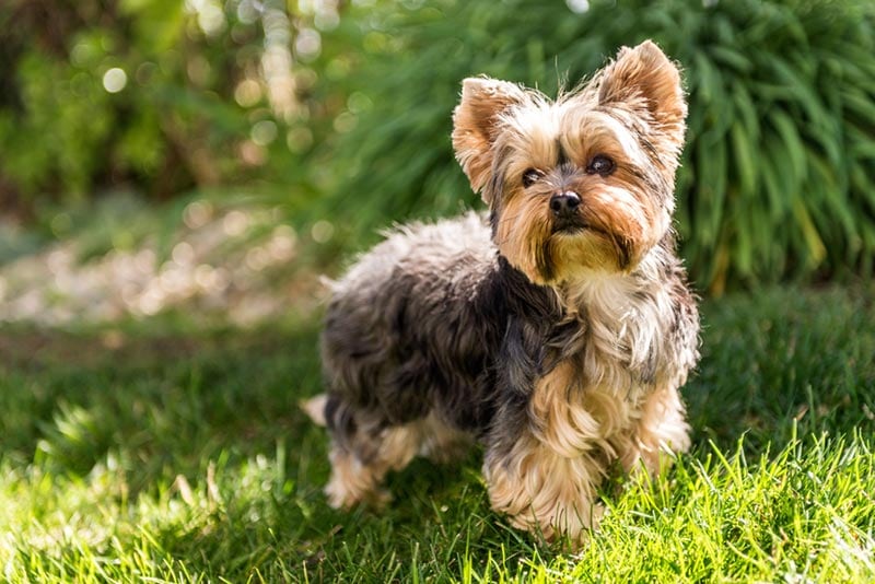 yorkshire terrier perro de pie sobre la hierba