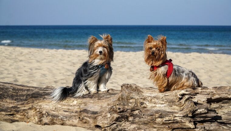 yorkshire-terrier in the beach