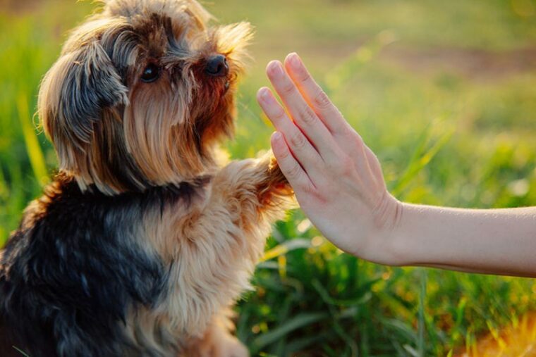 yorkshire terrier puppy gives paw his owner