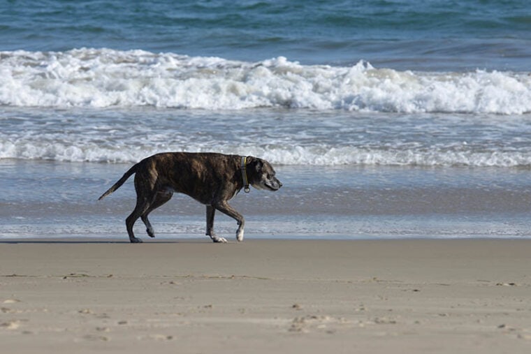 A dog walks along the coast in Santa Barbara CA