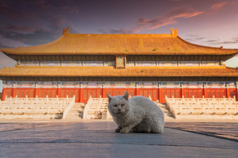 A white cat in front of the Imperial Ancestral Temple, Beijing, China.