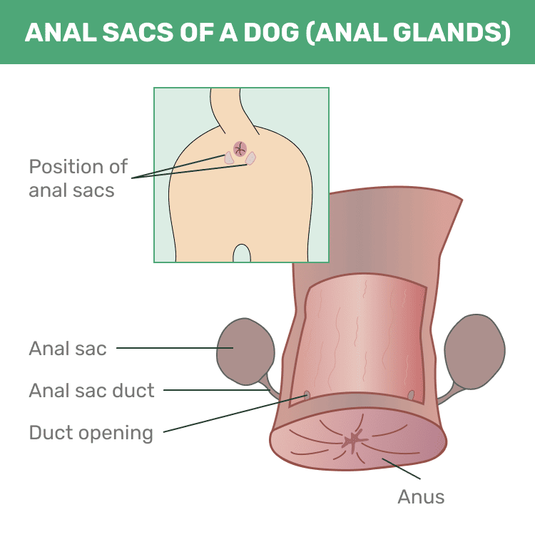 Dog Anal Gland, Dog Anal Sac