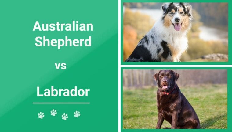 Australian Shepherd vs Labrador _ FI