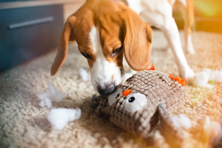 Beagle dog rip a toy into pieces on a carpet