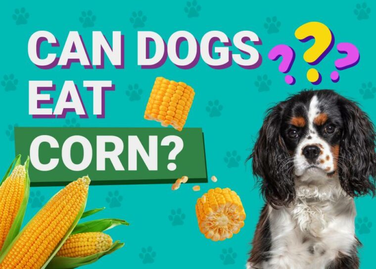 Can Dogs Eat_corn