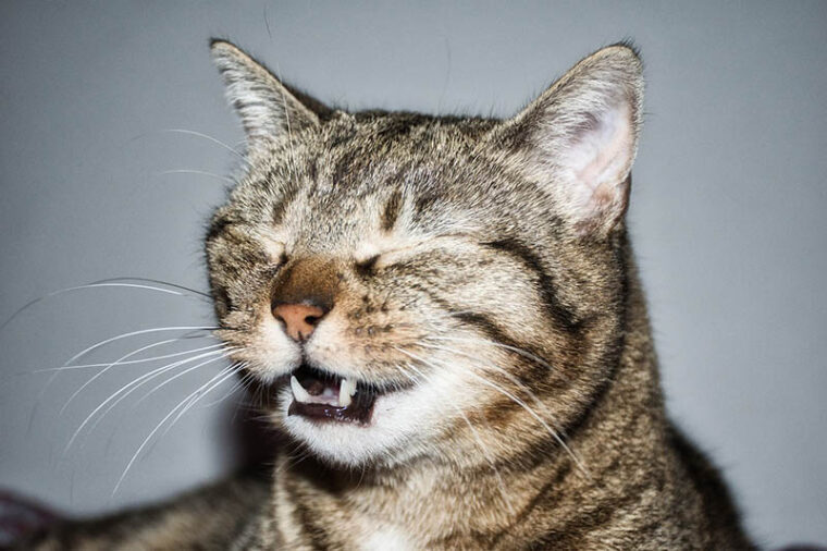 Cat sneeze
