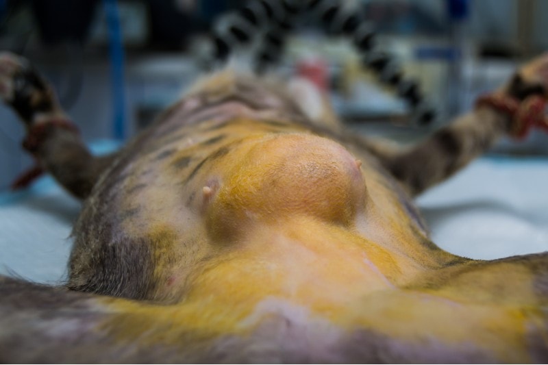 Cat with a lump epiplocele omentum hernia
